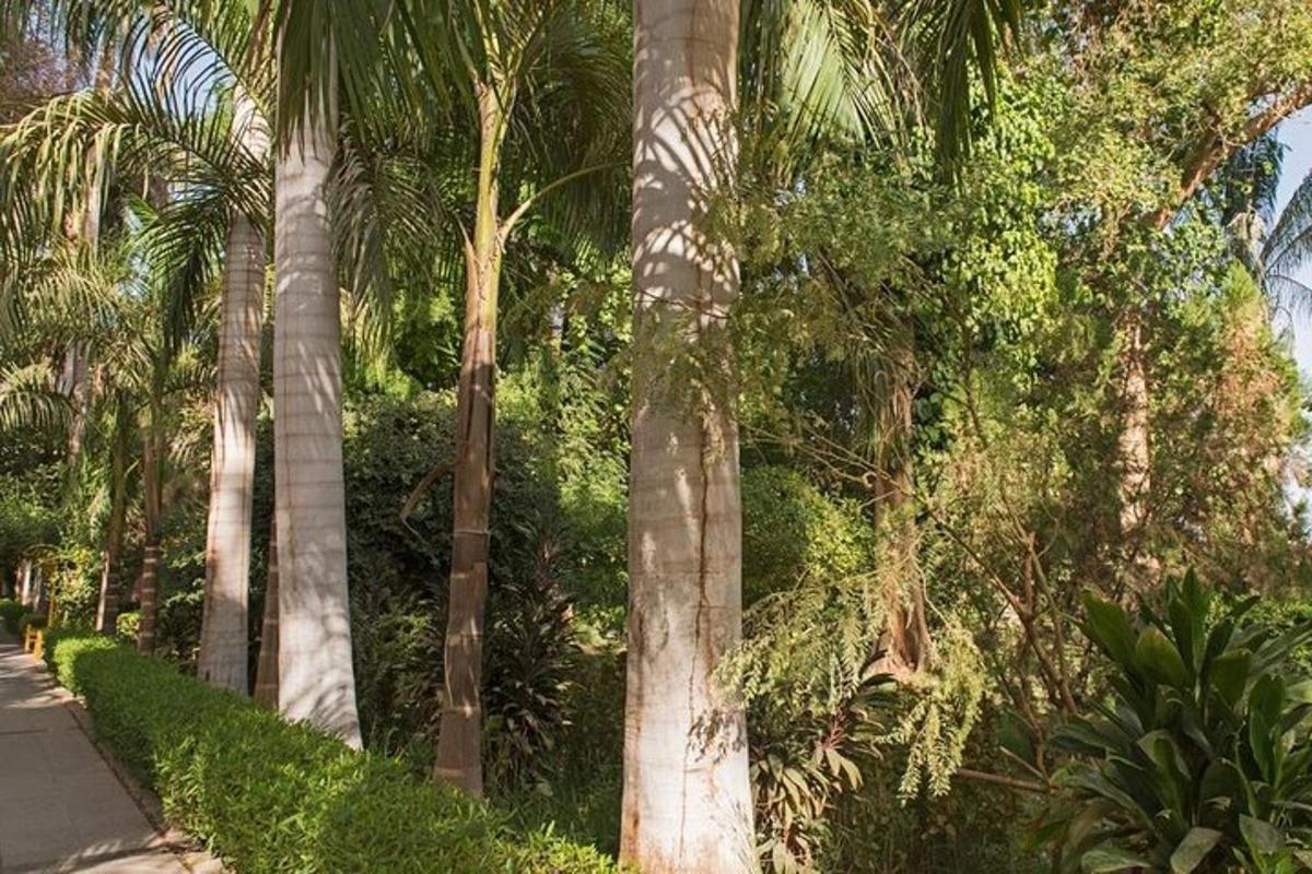 a group of palm trees next to a street