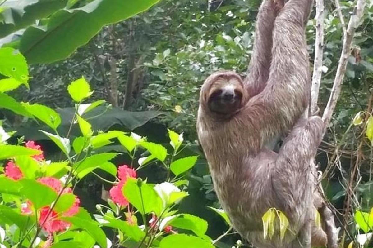 a sloth hanging from a tree in the jungle