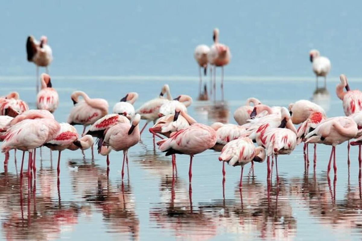 sekawanan flamingo merah muda berdiri di air