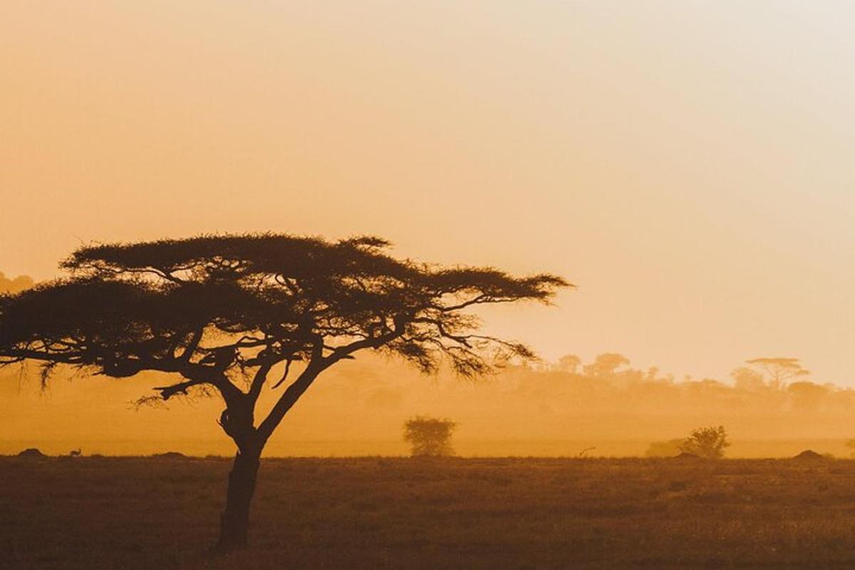 een eenzame boom in een veld bij zonsondergang