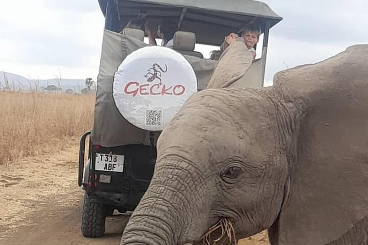 Un grupo de personas viajando en un jeep junto a un elefante.