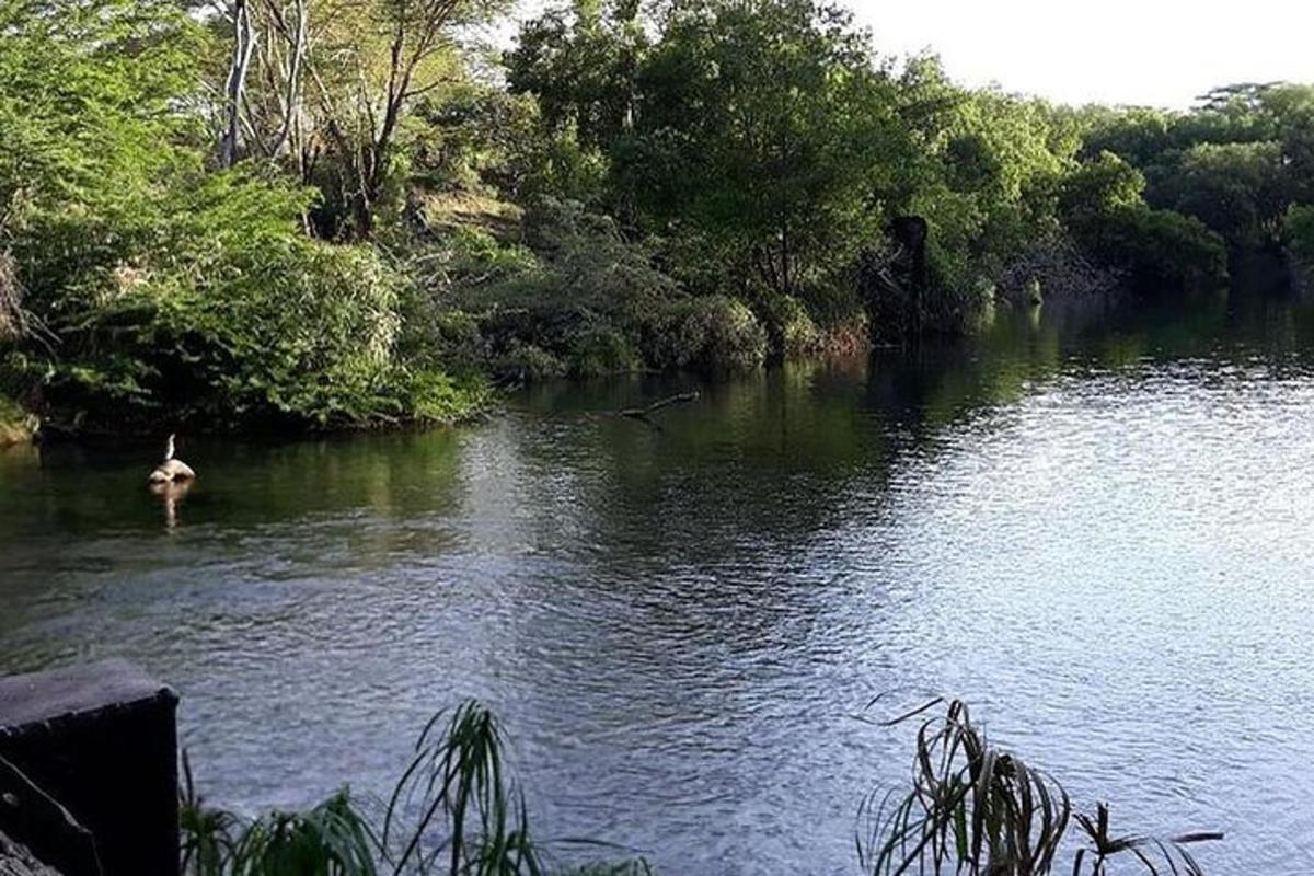 kachna plave v řece se stromy