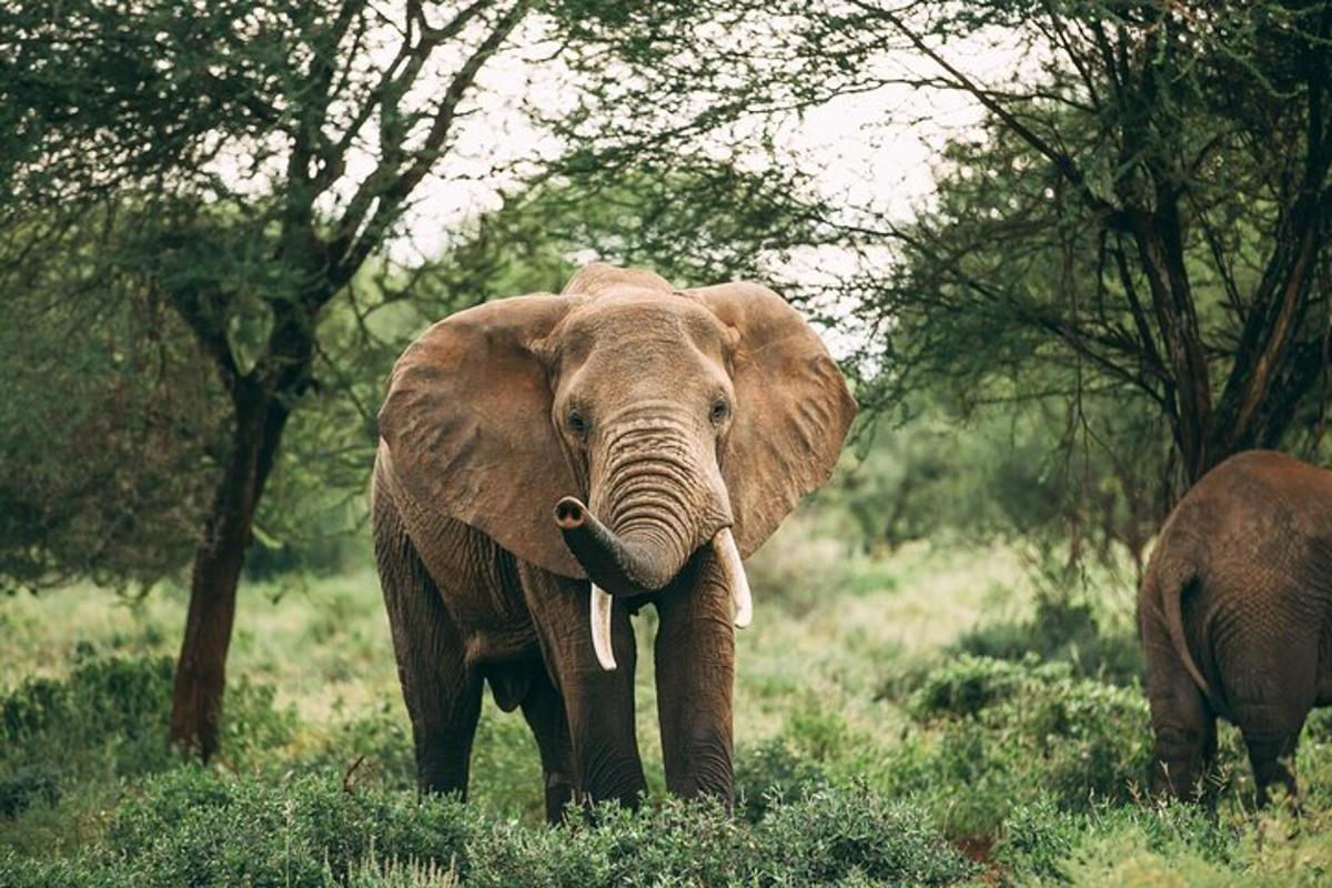 un éléphant debout dans l'herbe avec sa trompe