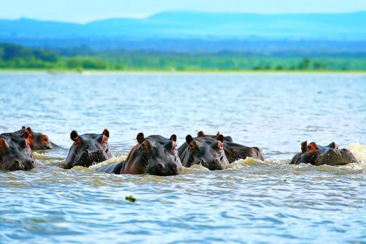 a group of horses swimming in a body of water
