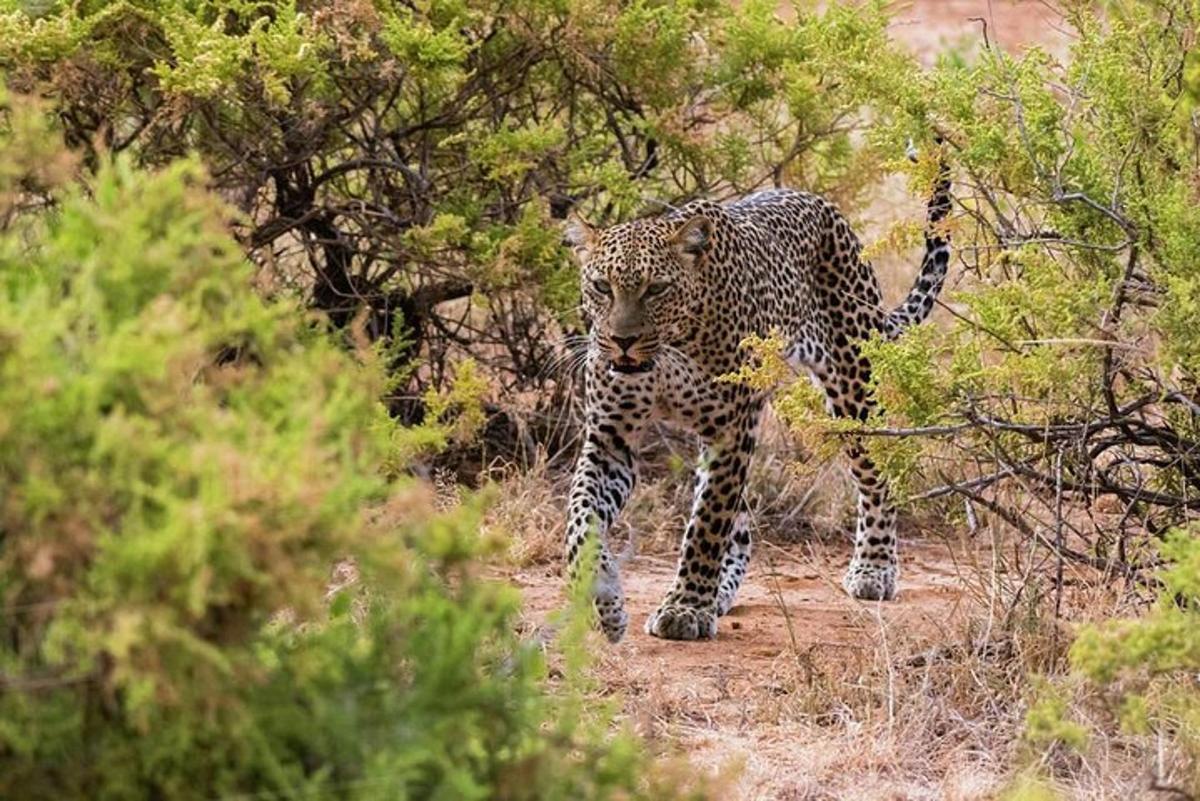 leopard kõnnib metsas rajal