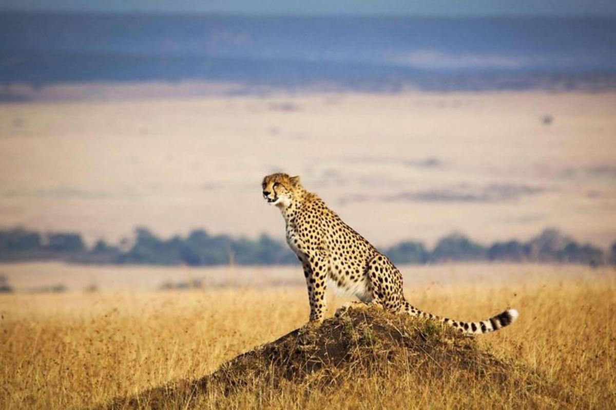 ein Gepard, der auf einem Felsen auf einem Feld sitzt