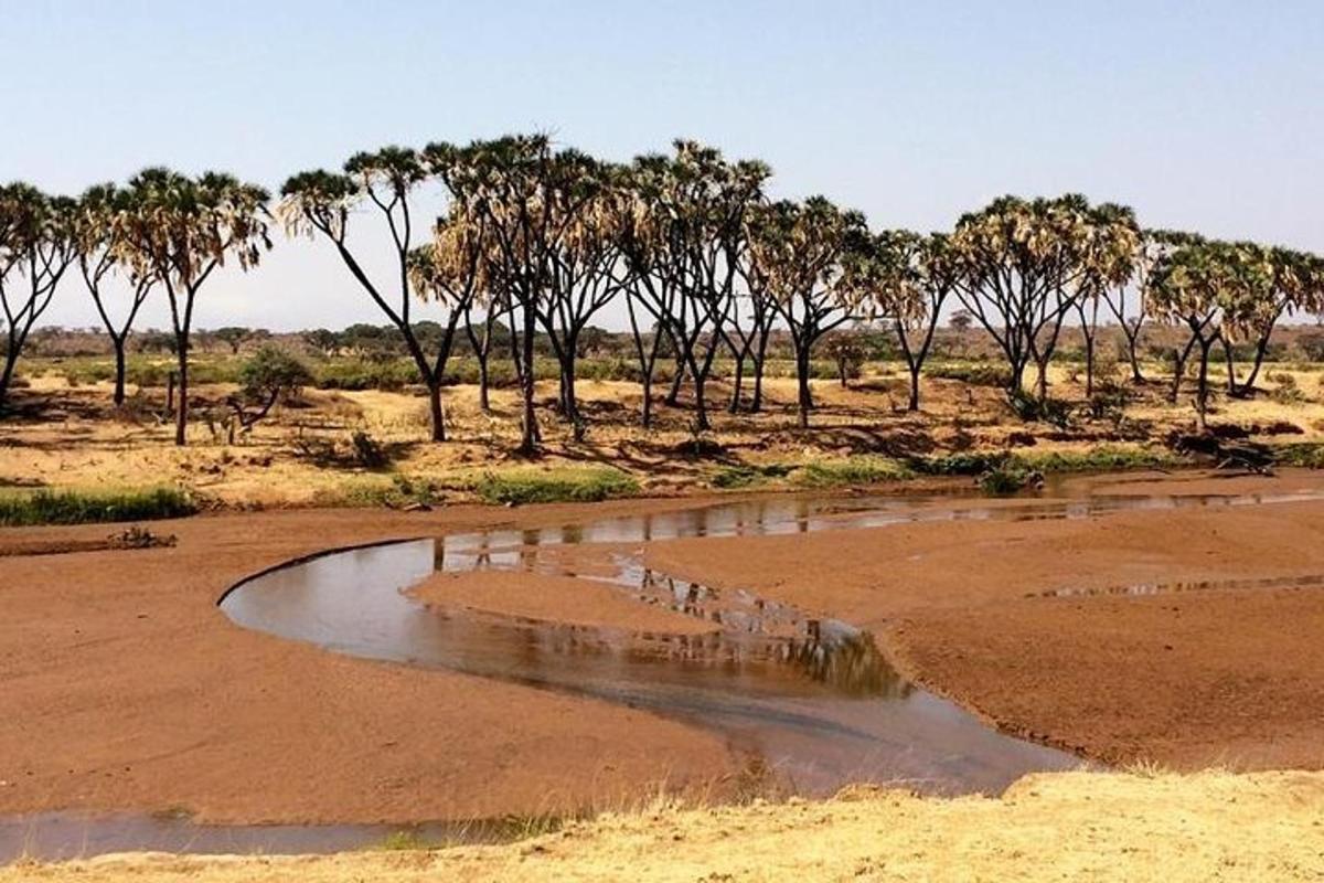 un ruscello in mezzo a un campo con alberi
