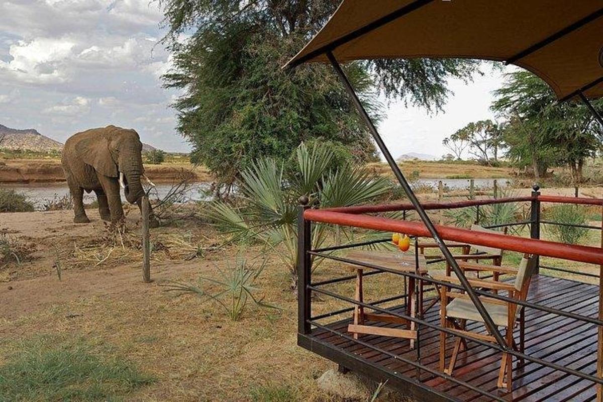 en elefant stående i græsset nær en flod