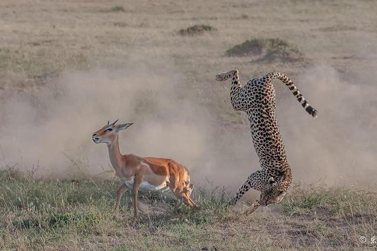 un guepard i una gasela en un camp