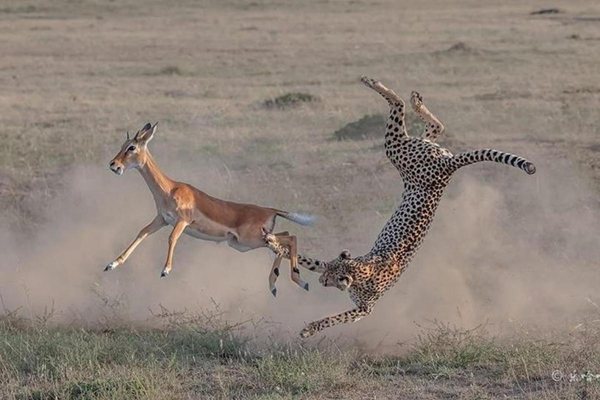isang cheetah at gasel na nag-aaway sa isang bukid