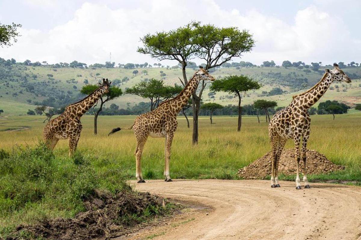 tatlong giraffe ang nakatayo sa isang maruming kalsada