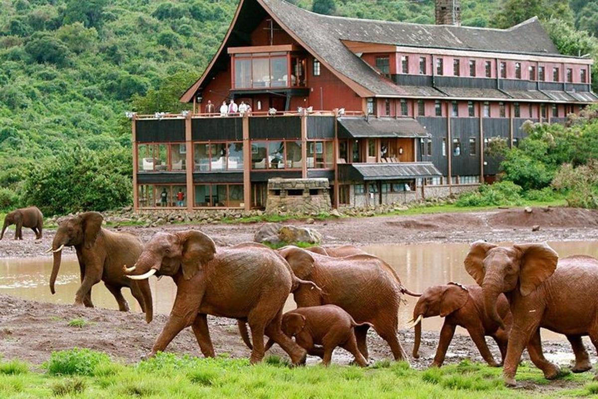 un ramat d'elefants caminant davant d'un edifici