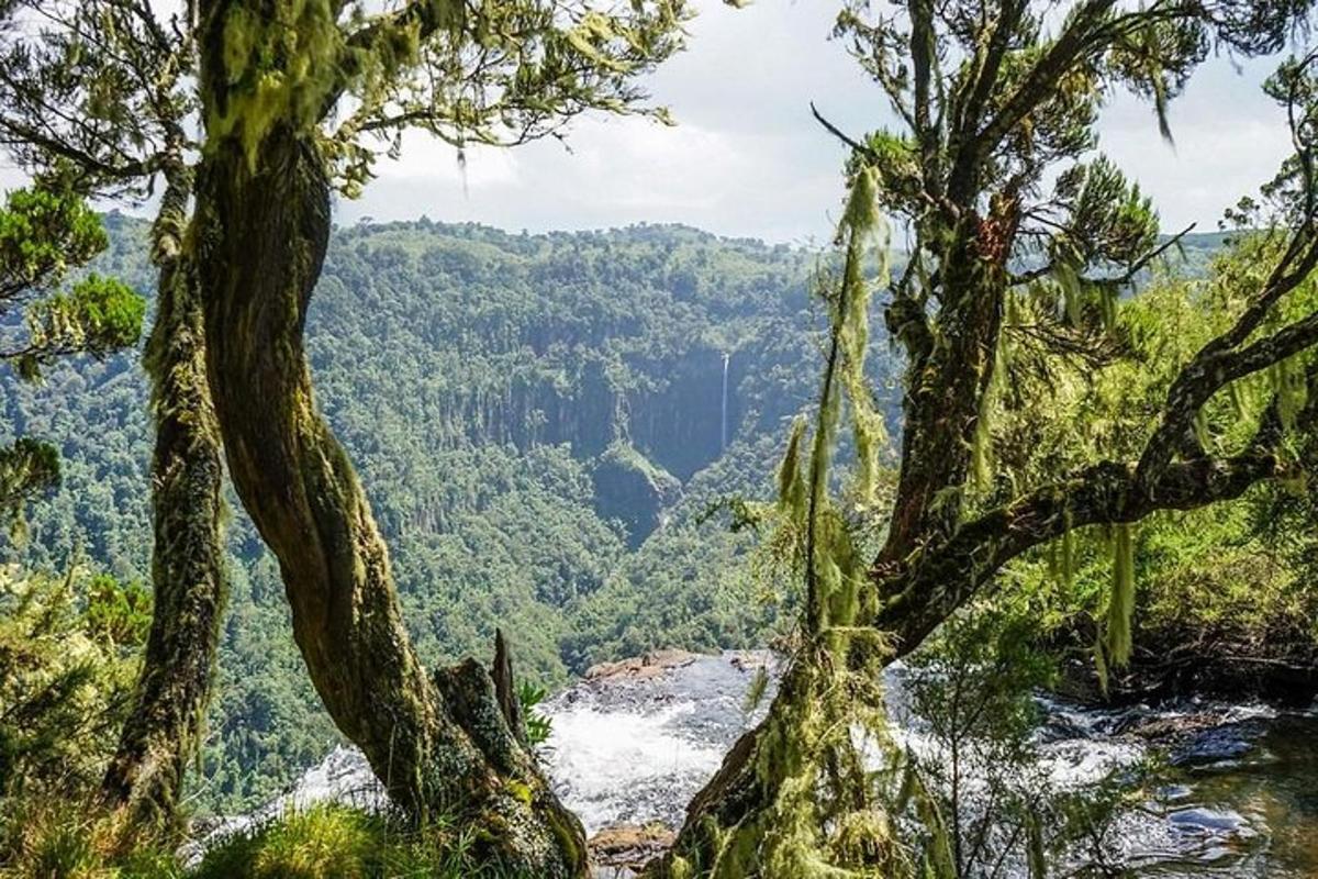 pemandangan dari puncak gunung dengan pepohonan