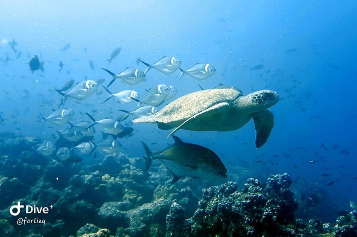 a turtle and a school of fish in the ocean