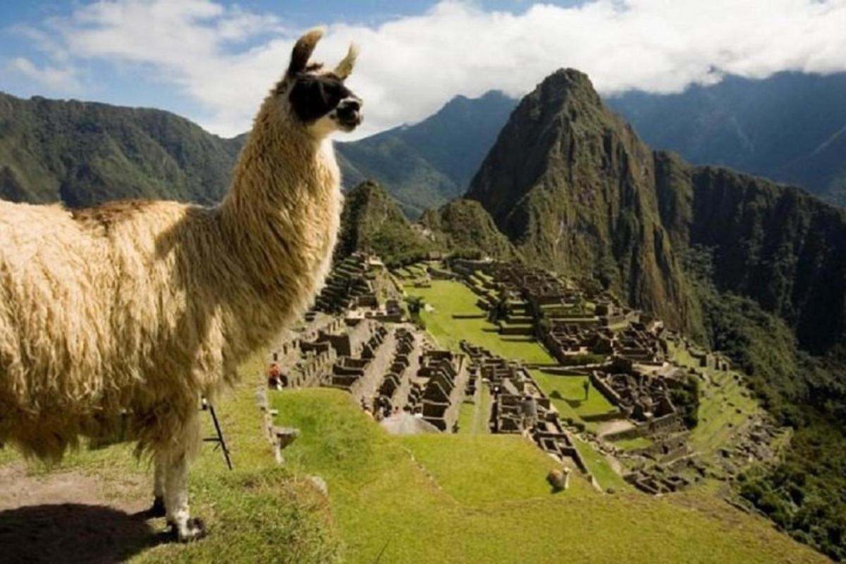 lama stendur á fjallstoppi
