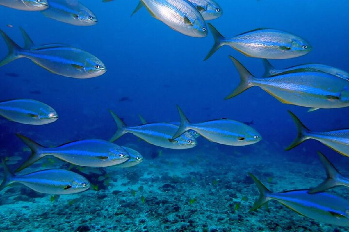 a group of fish swimming in the ocean