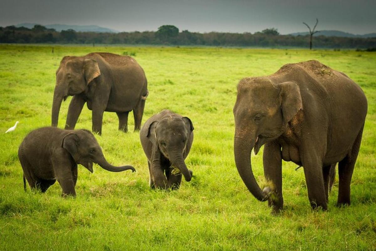 a group of elephants walking in a field