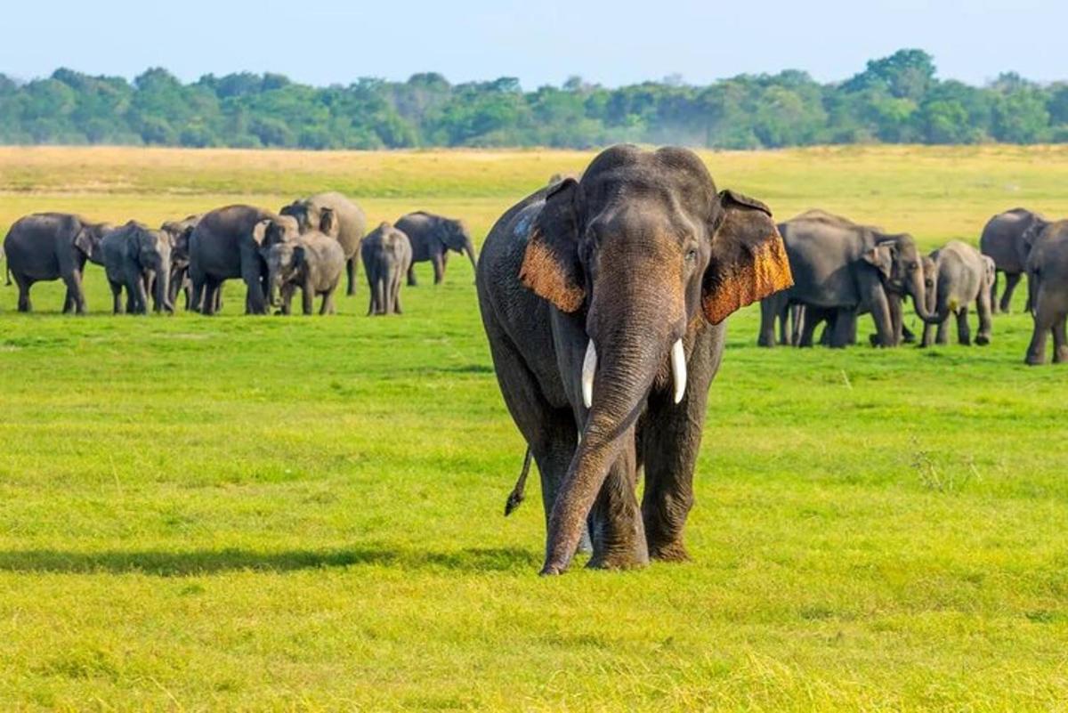 una mandria di elefanti in piedi in un campo