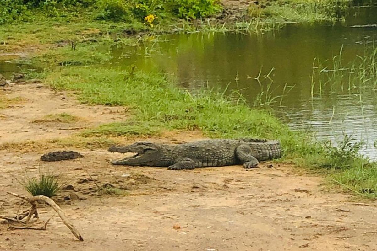 seekor buaya terbaring di atas tanah di sebelah badan air
