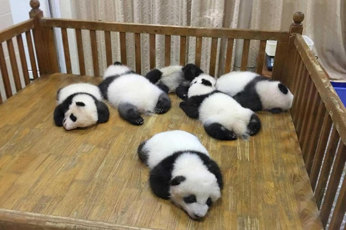 hópur af pandum liggur í vöggu