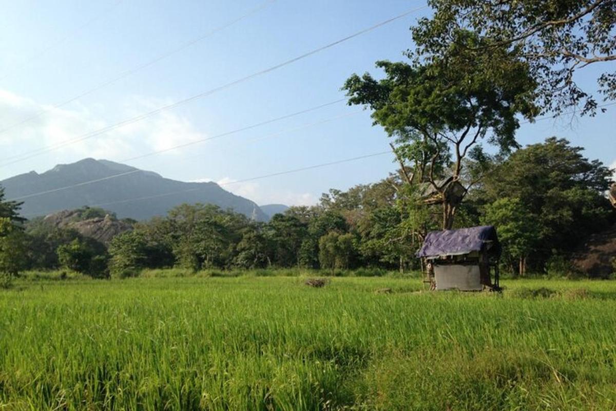 绿草地上的一间旧棚屋