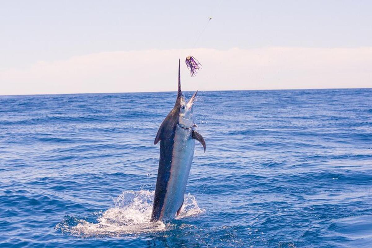 a blue fish sticking out of the water