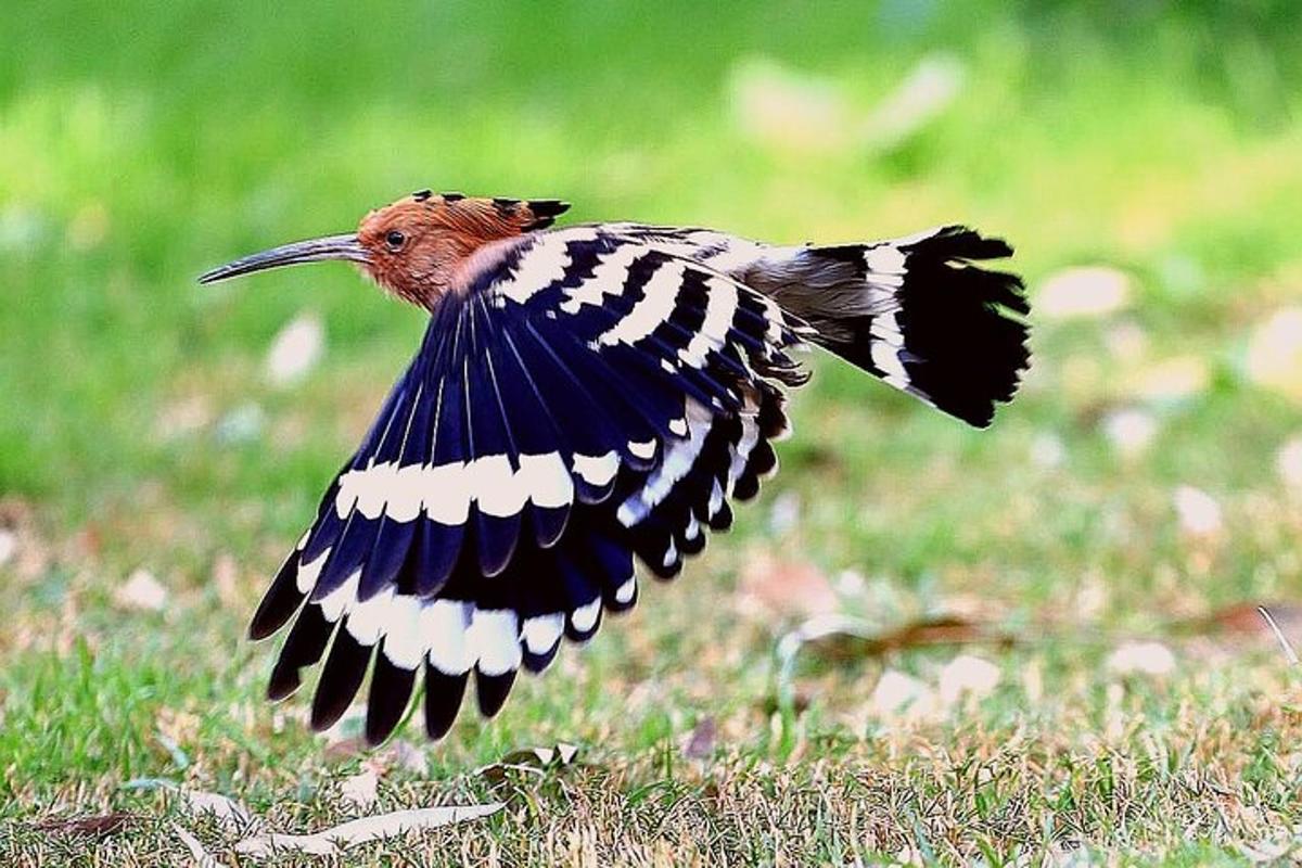 a bird flying in a field of grass