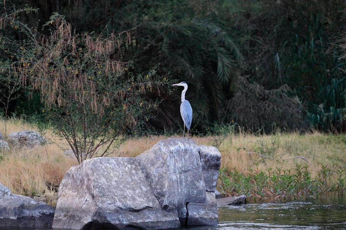 un ocell dret sobre una roca a l'aigua
