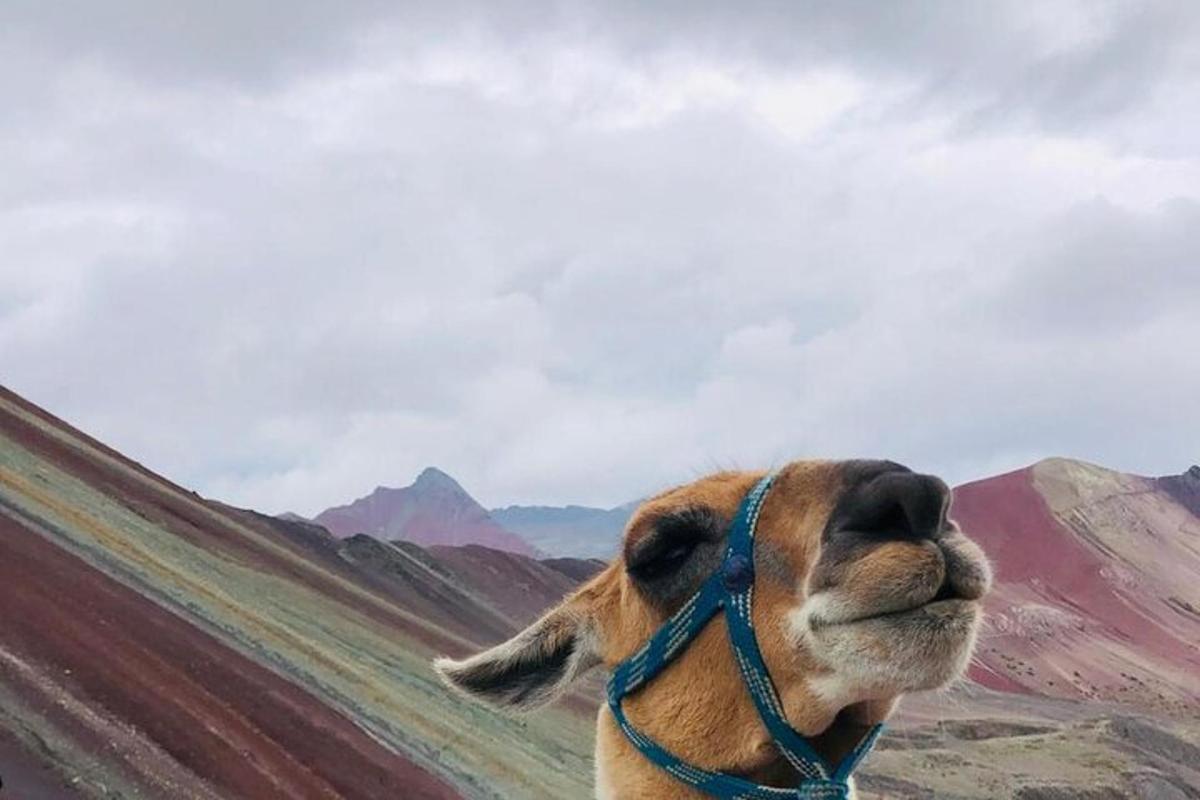 Un perro con collar mirando hacia una montaña.