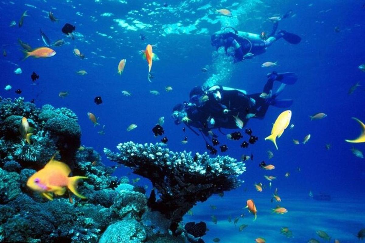 sekumpulan manusia berenang di lautan bersama ikan