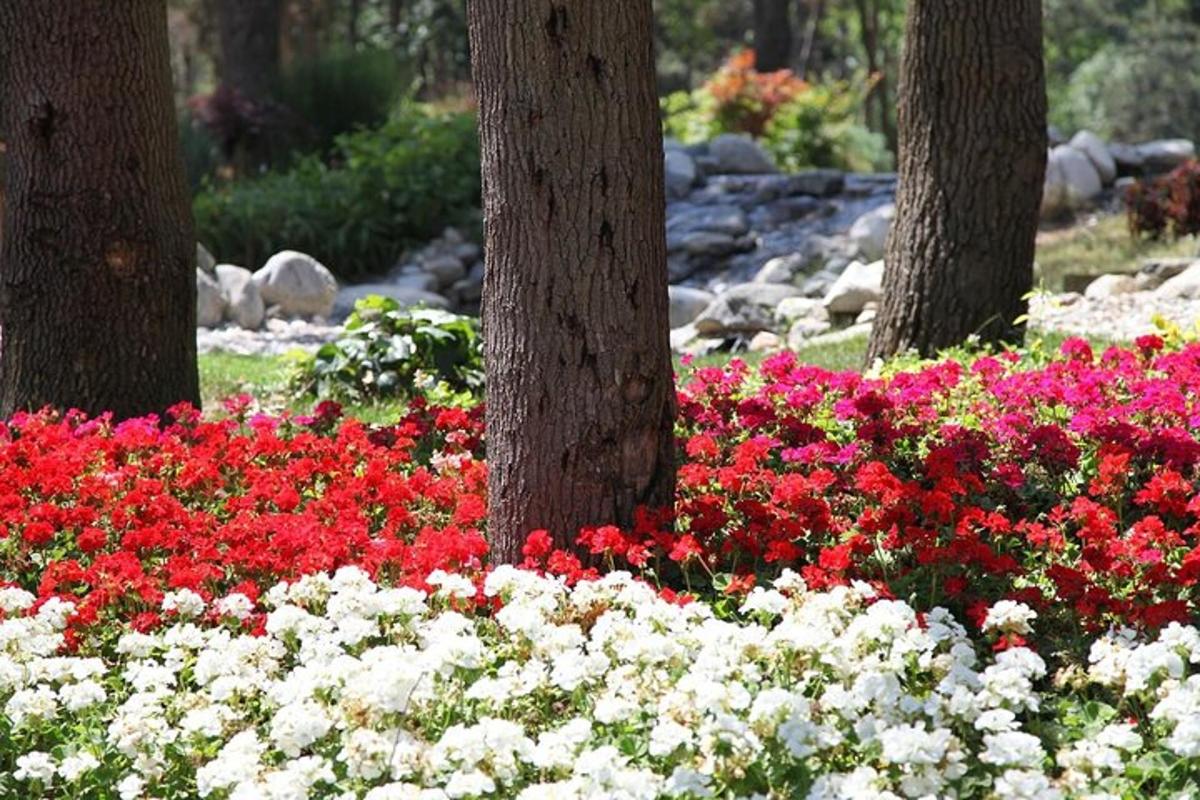 un giardino con fiori e alberi rossi e bianchi