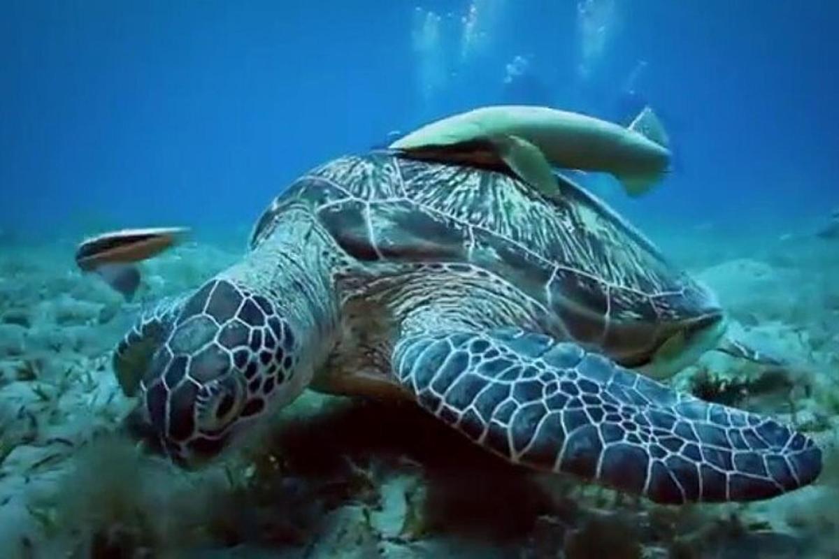 zelena morska želva plava v oceanu