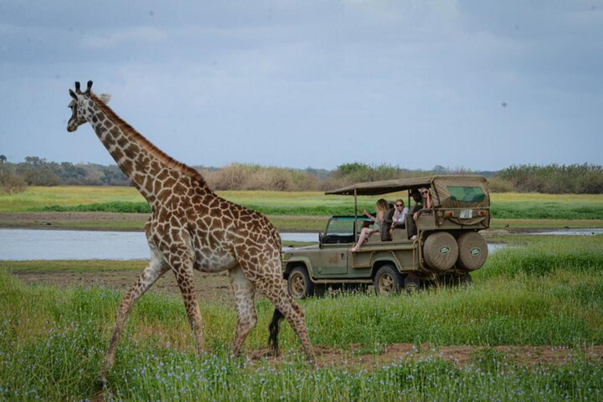 een giraffe die voor een vrachtwagen loopt