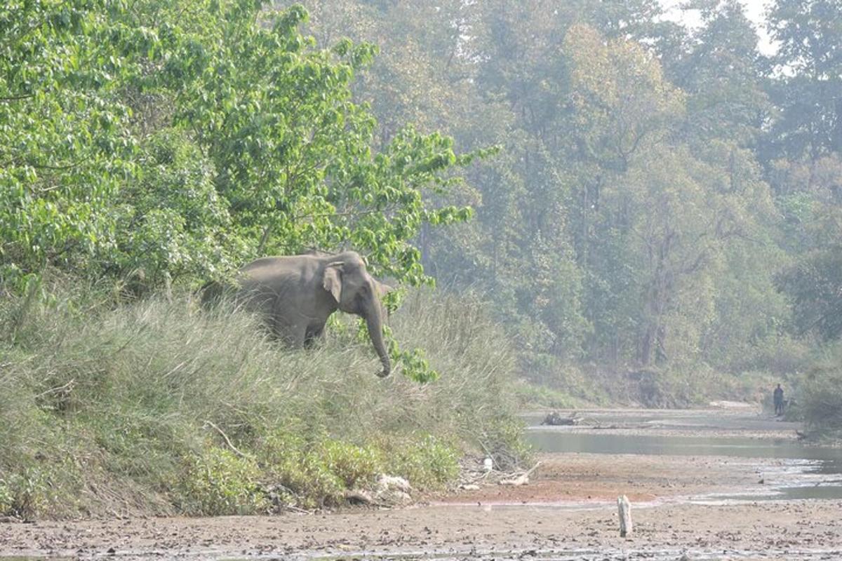 an elephant walking in the grass near a river