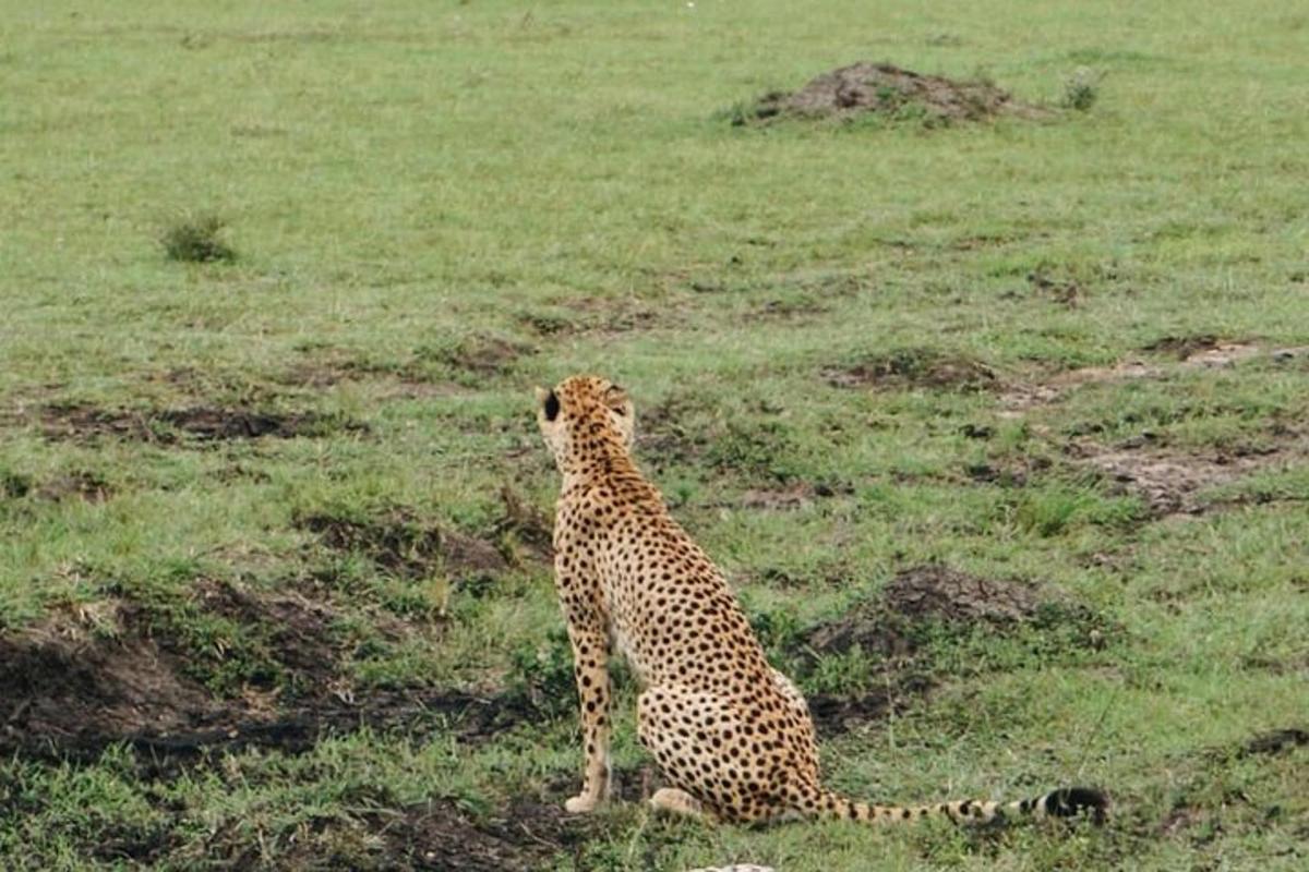 gepard sedící v travnatém poli