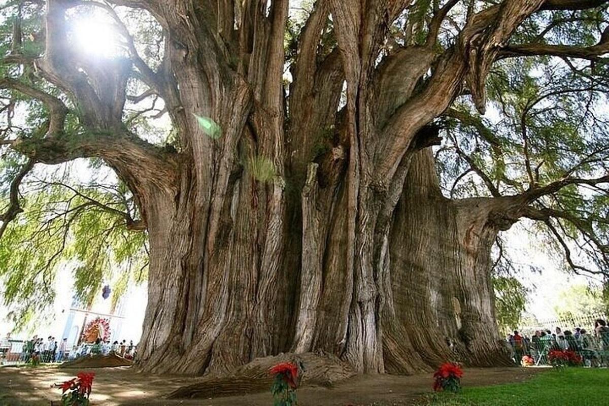 Un gran árbol con gente de pie alrededor de él.