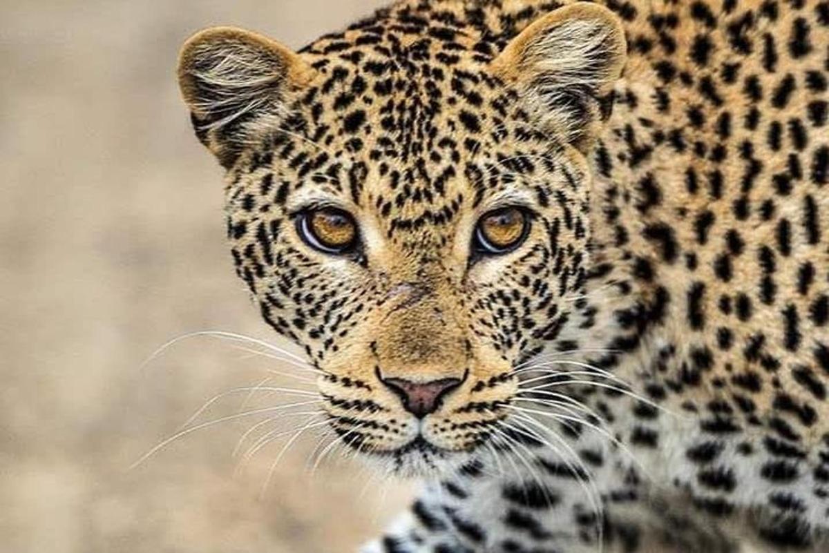 カメラを見つめるジャガーのクローズアップ
