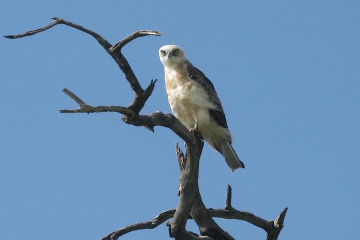 木の枝の上に止まった鳥