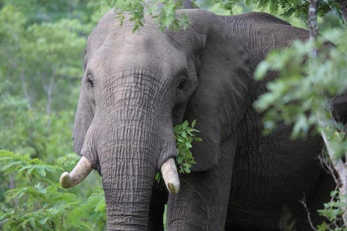 een olifant die in het bos staat met bladeren in zijn bek