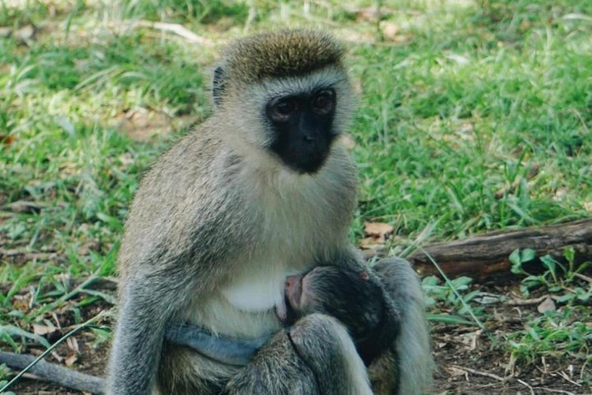 una scimmia seduta a terra che tiene in braccio un cucciolo di scimmia