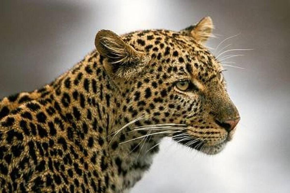 un primer pla d'un lleopard mirant cap a un costat