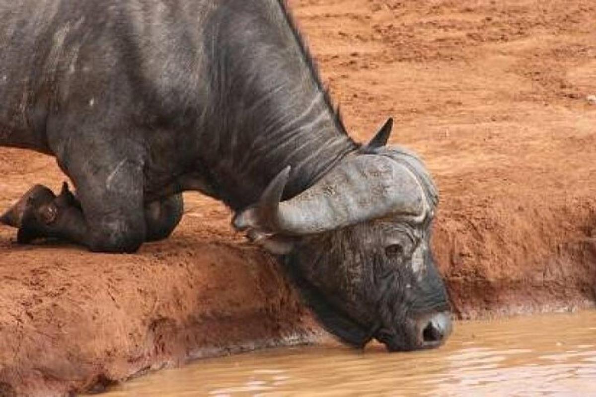 un rinoceront estirat a l'aigua al costat d'una mica d'aigua