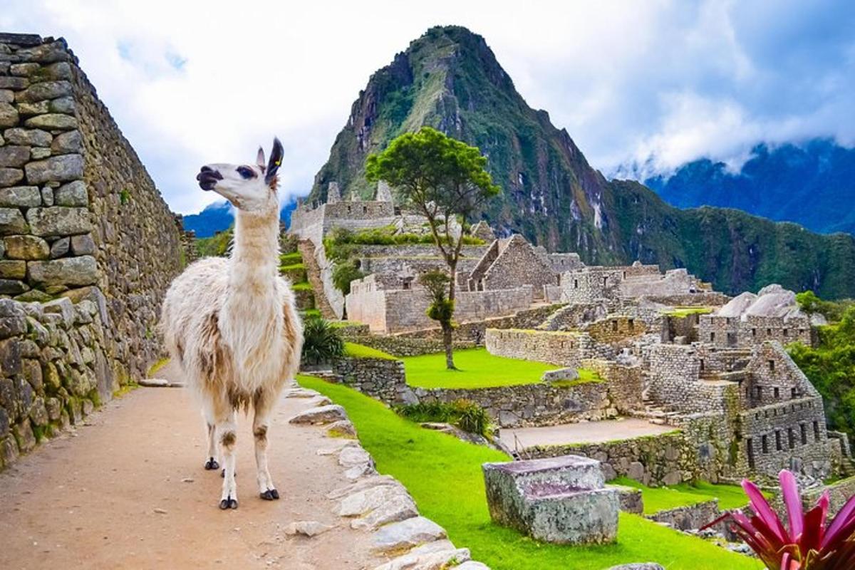 seekor llama berdiri di dinding sambil memandangi gunung
