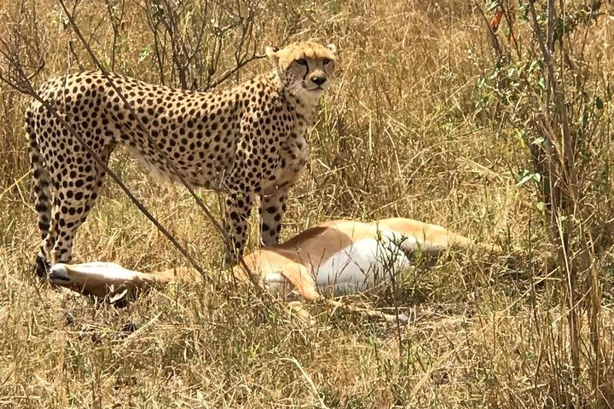 seekor cheetah dan seekor hewan berbaring di rumput