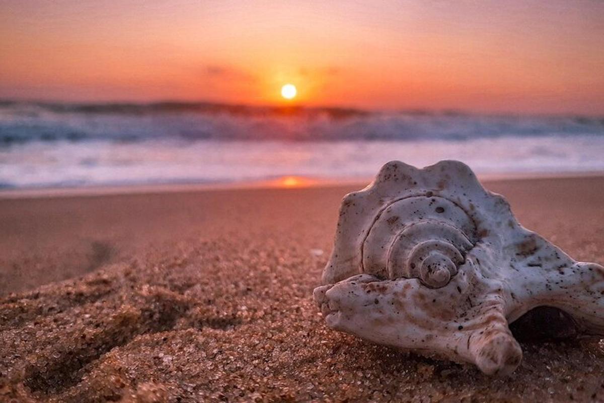 una petxina a la platja amb una posta de sol al fons