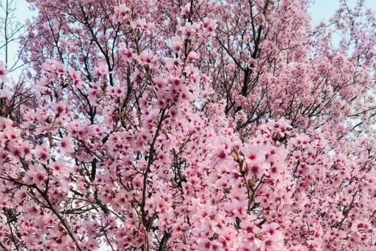 a flowering tree with pink flowers on it