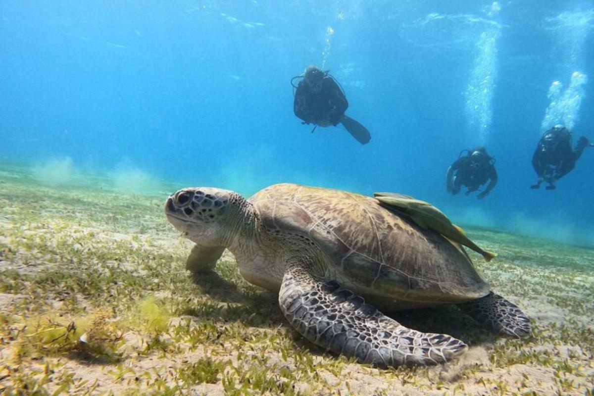 una tortuga verde nadando en el océano