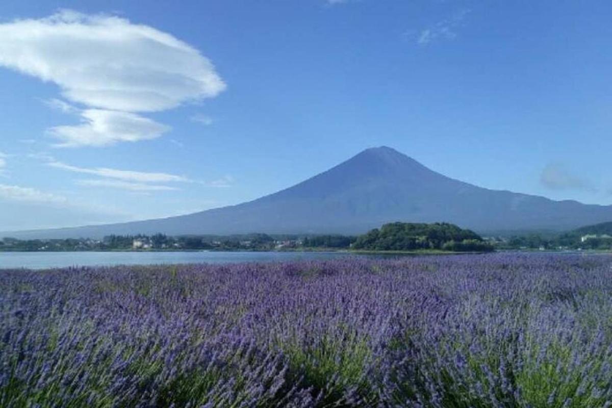 a field of purple flowers with a mountain in the background