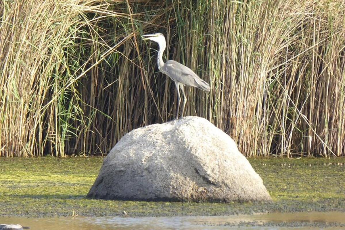 un uccello in piedi su una roccia nell'acqua
