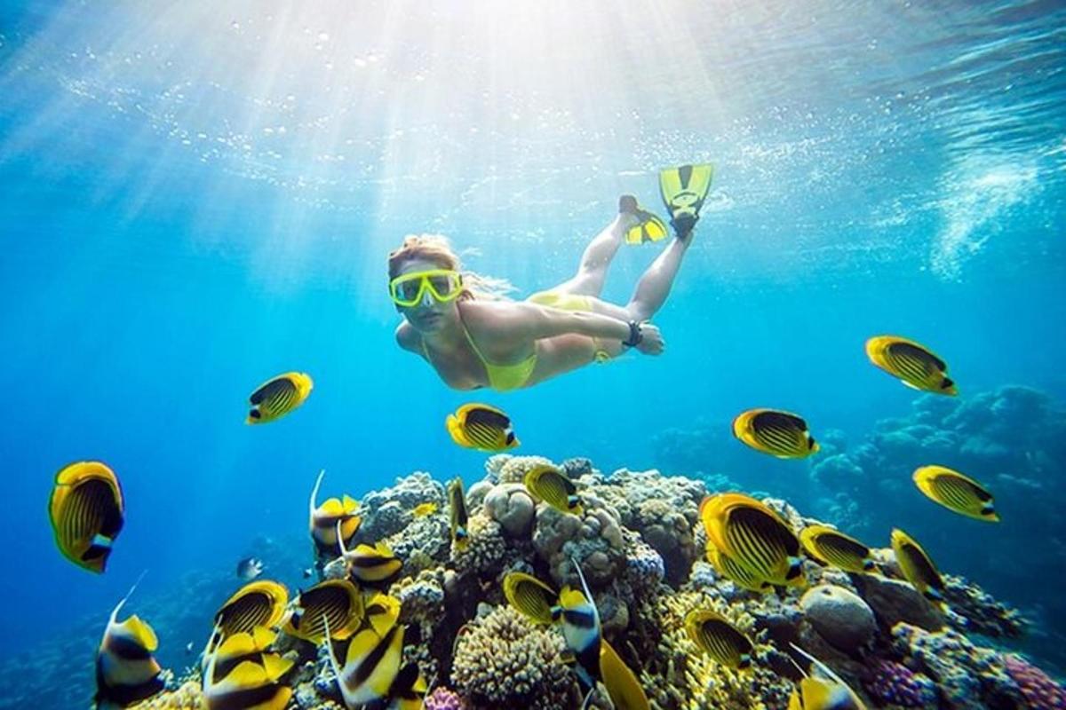 seorang pria berenang di atas terumbu karang dengan ikan